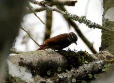 Xenops tenuirostris