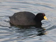 Fulica ardesiaca