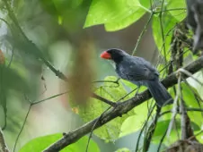 Saltator grossus