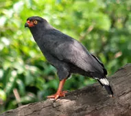 Buteogallus schistaceus