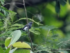 Polioptila schistaceigula