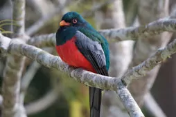Trogon massena