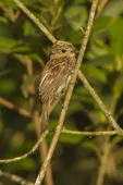 Elaenia parvirostris