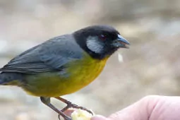 Atlapetes melanocephalus