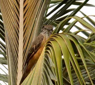 Myiotheretes pernix