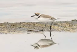 Charadrius nivosus