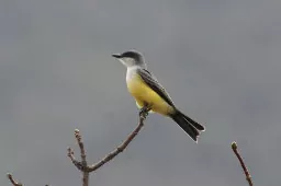 Tyrannus niveigularis