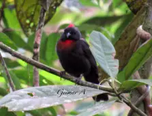 Habia gutturalis