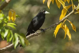 Cacicus solitarius