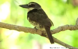 Bucco noanamae