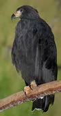 Buteogallus solitarius