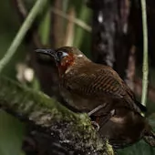 Cyphorhinus phaeocephalus