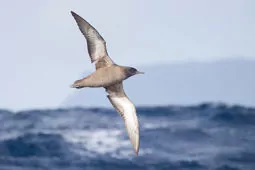Ardenna grisea