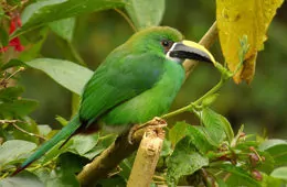 Aulacorhynchus albivitta