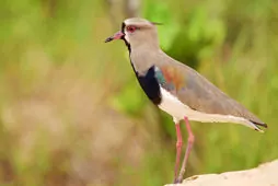 Vanellus chilensis