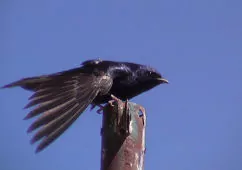 Progne elegans