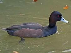Netta erythrophthalma