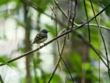 Hylophylax naevius