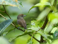 Dysithamnus puncticeps