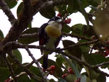 Capito maculicoronatus