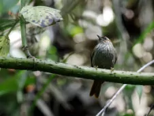 Siptornis striaticollis