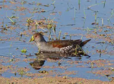 Porphyriops melanops
