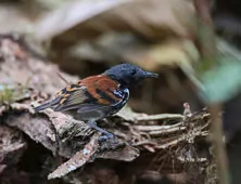 Hylophylax naevioides