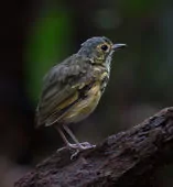 Hylopezus macularius