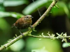 Premnoplex brunnescens