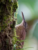 Xiphorhynchus erythropygius