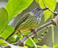 Todirostrum maculatum