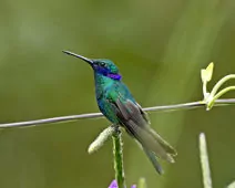 Colibri coruscans