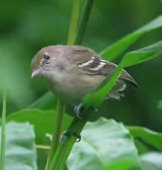Vireo caribaeus