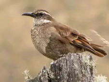 Cinclodes excelsior
