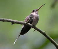 Phaethornis bourcieri