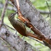 Dendroplex picus