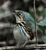 Hylopezus perspicillatus