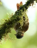 Anabacerthia variegaticeps