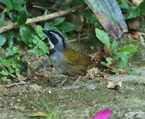 Arremon basilicus