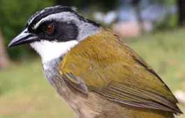 Arremon perijanus