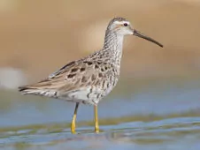 Calidris himantopus