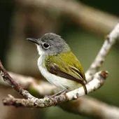 Myiornis ecaudatus