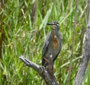 Butorides striata