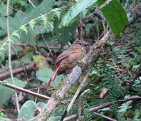 Thripadectes holostictus