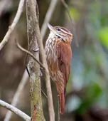Xenops rutilans