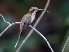 Phaethornis rupurumii