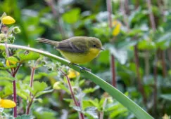 Pseudocolopteryx acutipennis
