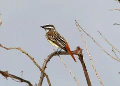 Myiodynastes luteiventris