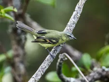 Mecocerculus minor
