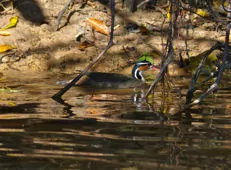 Heliornis fulica
